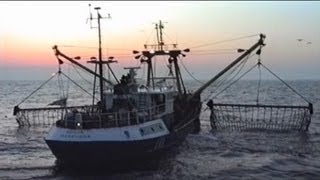 Beam Trawl Selectivity Project SOBETRA 1996 [upl. by Maggio]