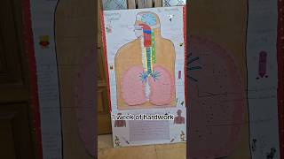 Easy respiratory system model youtubeshorts [upl. by Ahsitram]