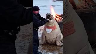 Touching story injured walrus is rescued walrus [upl. by Riley]