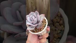 Echeveria Laui white echeveria echeverias succulentobsession succulent succulentplant plants [upl. by Direj]