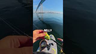 Topwater Frog in Saltwater fishingvideo fish frogfishing [upl. by Aner]