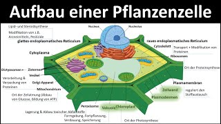 Pflanzenzelle  Aufbau und Funktion Zellorganellen und ihre Funktionen 23  Biologie Oberstufe [upl. by Ailefo]