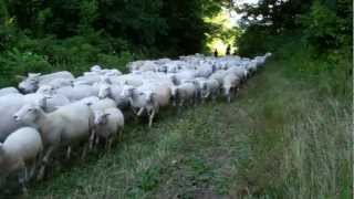 White Dorper Sheep passing through the woods [upl. by Wemolohtrab]