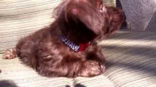 Doxiepoo puppy quotBrowniequot Chocolate brown dapple female puppy [upl. by Avlasor]