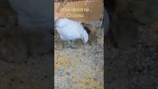 Codorna chinesa biologo pets 2710 [upl. by Lyrrad]