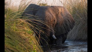 Okavango Delta Moremi GR Botswana [upl. by Tarsuss711]