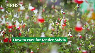 How to care for tender Salvia  The RHS [upl. by Bar688]