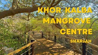 Visiting Khor Kalba Mangrove Centre in Sharjah [upl. by Ynnub]