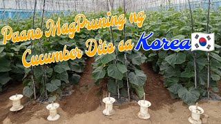 GANITO MAGPRUNING NG CUCUMBER SA KOREA [upl. by Anaeed]