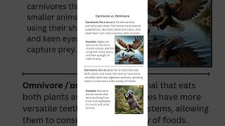 Carnivore vs Omnivore Learn the Difference [upl. by Chilcote]