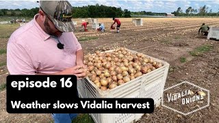 Episode 16 Weather impacts Vidalia onion harvest [upl. by Llenreb]