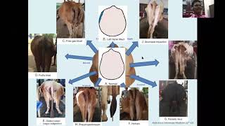 SPECIAL EXAMINATION OF THE ALIMENTARY TRACK AND ABDOMEN OF CATTLE [upl. by Leahicm]