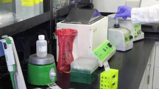 Legionella Aquadien Standard DNA Extraction Protocol [upl. by Che]