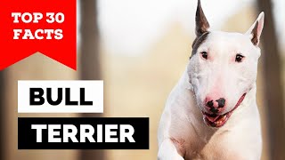 99 of Bull Terrier Dog Owners Dont Know This [upl. by Adnoral19]