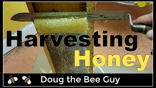 Harvesting Honey  How to harvest honey from a beehive [upl. by Eiuqnom]