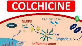 Colchicine Tablets for Gout  Mechanism precautions amp side efects [upl. by Cyn]