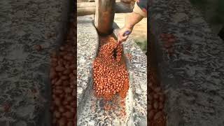 Large Grinder Grinding Legumes  Stone and Wood Grinder  Tradition That Lasts shorts [upl. by Bethina]