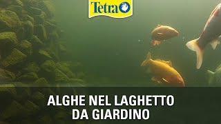 Alghe nel laghetto da giardino  combattere e prevenire la crescita di alghe con i prodotti Tetra [upl. by Campball]