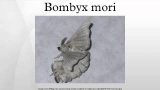 Bombyx mori [upl. by Munt]