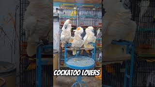 cockatoo parrot lover shorts reels macaw youtube youtubeshorts pets russia india uk usa [upl. by Eelydnarb77]