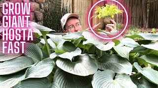 Growing Giant Hosta The Fastest Way Possible  SECRET HACKS [upl. by Ludewig]