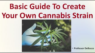 Basic Guide To Create Your Own Cannabis Strain [upl. by Amerigo]