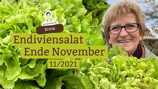 Endiviensalat ernten  Feste RiesenKöpfe Ende November [upl. by Oel]