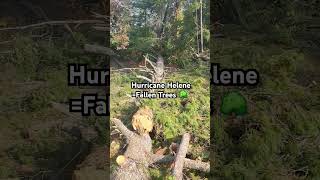 Hurricane Helene 🌀  Fallen Trees 🌳 Hurricane hurricaneshorts shortsfeed [upl. by Ailelc]