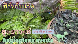 เฟิร์นกีบแรด Angiopteris evecta ก้านสูงยาวเด่นทะลุ 3 เมตร [upl. by Venus]