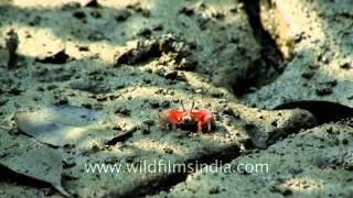 Red fiddler crabs on Henry Island West Bengal [upl. by Ecneps210]