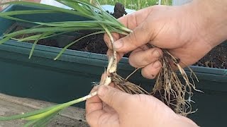 Bunching Onions [upl. by Areivax]