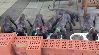 Irish Wolfhound Puppies  Feeding Time Slomo [upl. by Anyela]