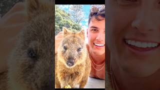 Quokka  the most exotic and happiest animal [upl. by Mildred950]