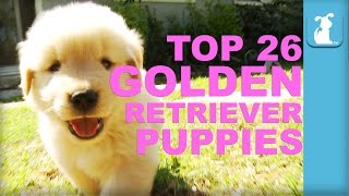 26 Reasons Golden Retriever Puppies Are The Best In 60 Seconds  Puppy Love [upl. by Engeddi]