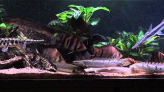 Datnioides polypterus Florida Gar and others FEEDING TIME [upl. by Abelard]