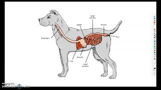 Monogastric Digestive System [upl. by Llenhoj455]