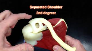 The Shoulder Scapula Muscle Model [upl. by Nauqal]