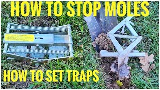 HOW TO STOP MOLES How To Set Mole Traps Scissor Trap [upl. by Ahsilra883]