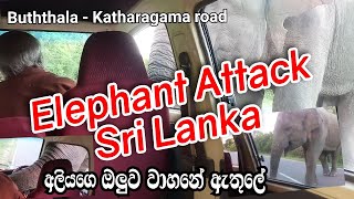 Elephant Attack in Sri Lanka The elephants head is inside the vehicle  අලියගෙ ඔලුව වාහනෙ ඇතුලේ [upl. by Saimerej]