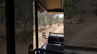 Zwahili Private Game Lodge amp Spa loveofanimals nature gamelodge gamedrive outdoors wildlife [upl. by Arehsat]