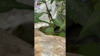 Syrphid behavioral mimicry [upl. by Rissa]