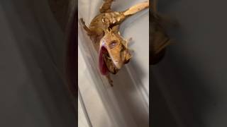 Crested Gecko eats Dubia Roach CrestedGecko DubiaRoach [upl. by Anerac]