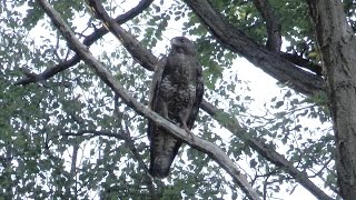 Geluid  Roep Buizerd Buteo Buteo [upl. by Felise]