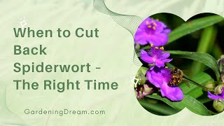 When to Cut Back Spiderwort – The Right Time [upl. by Thaine]