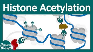 Histone acetylation  Chromatin modification  What does histone acetylation do [upl. by Mag]