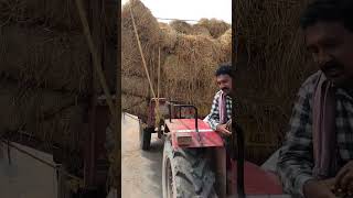 Pady  tranding vairalvideo youtubeshorts vairalshort agriculture farming [upl. by Yreffeg109]