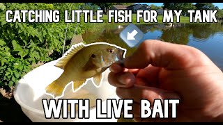 Catching Pet Bluegill and Green Sunfish for Fish TankAquarium Awesome [upl. by Wanfried]