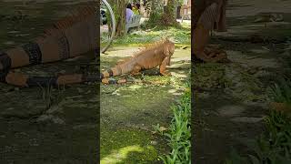 Parque de Palmares AlajuelaCosta Rica Iguana [upl. by Nagy]