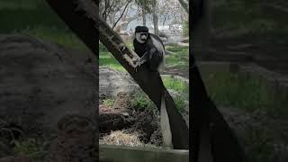 Playful Colobus Monkey in the Wild 🌿🐒  Primate Adventures Nature [upl. by Ecirtaed560]