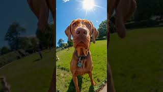 Wire Haired Vizsla In Park animal dog doglover dogbreed ytshorts shorts aiinsights ai [upl. by Clemente]